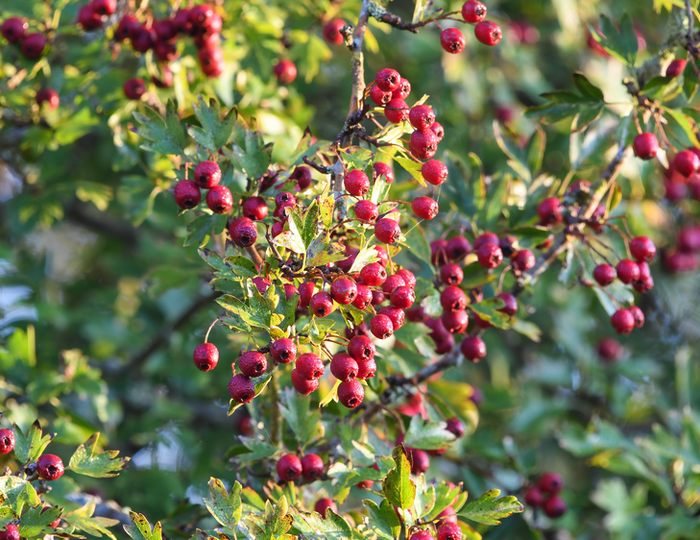 How and when to collect hawthorn How and when to collect hawthorn