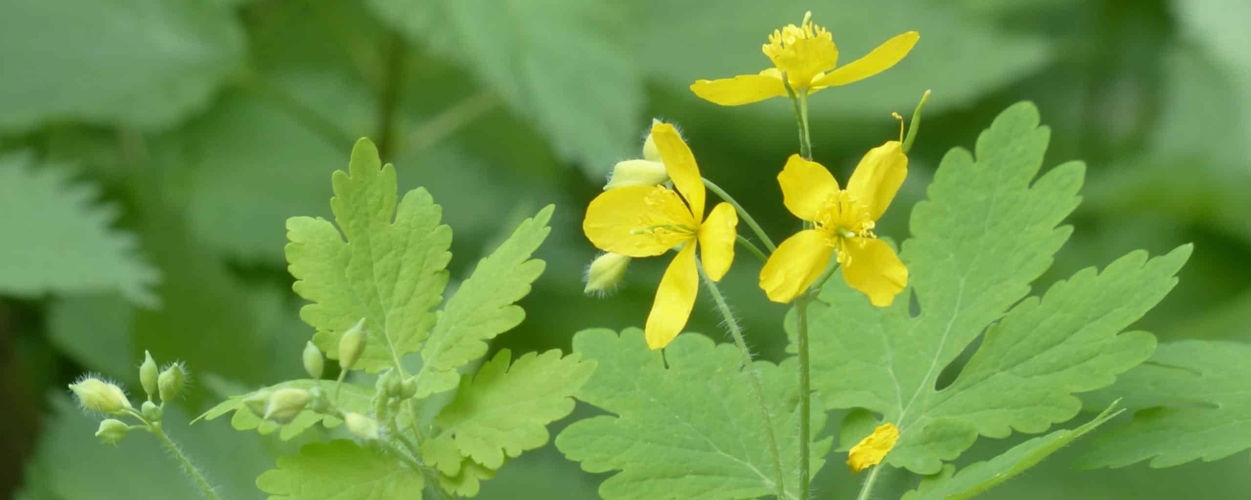 greater celandine, tetterwort - a usefull weed that resorbs warts