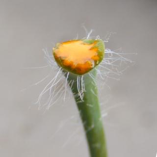Orange sap on a broken greater celandine stem.