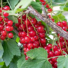 Currant and red currant bushes, growing delicious currants