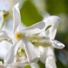 Jasmine, a very fragrant vine