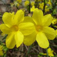 Winter jasmine, superb blooming