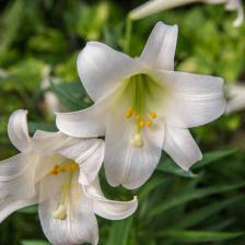 Lily, a majestic flower