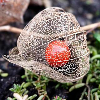 The physalis is hidden in the husk like a lantern flame.