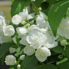 Mock-orange, beautiful flowering shrub