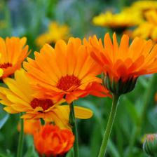 Marigold, a generous flower