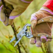 Pruning rose trees, when and how to do it