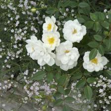 Surround your roses with friends