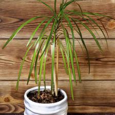 Dracaena, care, diseases