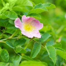 Dog rose, a rose tree with a rather wild touch