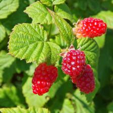 Raspberry bushes, delicate fruits