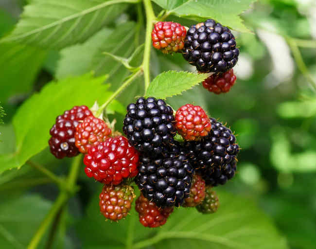 Blackberry Bush Planting Pruning Harvest And Care Blackberry Bush And Blackberries Delicious Small Summer Fruits