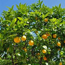 Orange tree, producing beautiful oranges