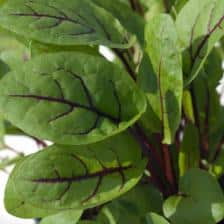 Sorrel, a unique taste