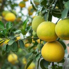 Pomelo or Grapefruit tree – advice on caring for it