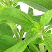 Stevia, a great alternative to sugar!