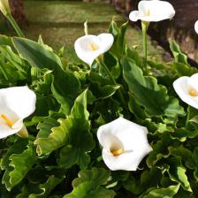 Arum, calla lily, blooming that is simply beautiful