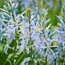 Camas, cute spring flowers