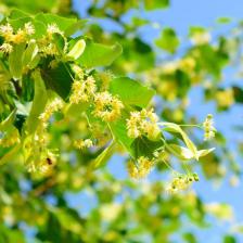 Lime tree or basswood, elegant and productive
