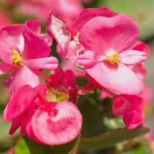 Begonia, how to care for them