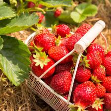 All about Strawberry from sowing to harvest