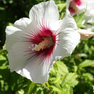 A white and crimson hibiscus althea flower.