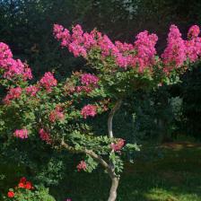 Lagerstroemia – a very ornamental tree