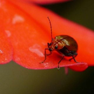 Electric orange sunpatiens flower visited by a harmless cucurbit leaf beetle