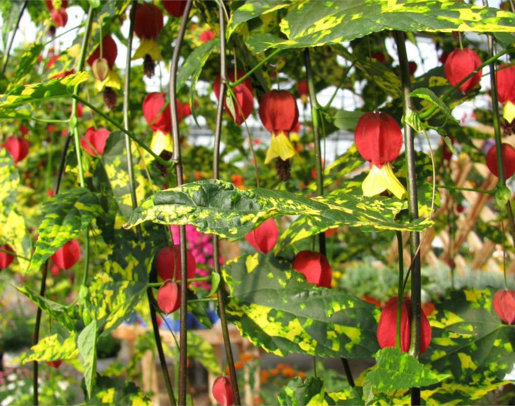 Large abutilon with variegated leaves and mat red flowers.