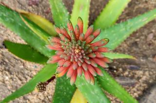 Aloe vera flower as seen from above, pink blooms about to open.