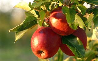Ripe red apples on a branch of a planted tree.