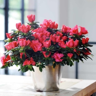 Pink blooming Azalea japonica in a tin pot set on a table