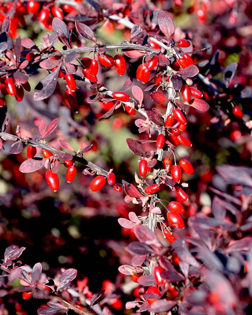 barberry - planting, pruning, and advice on caring for it