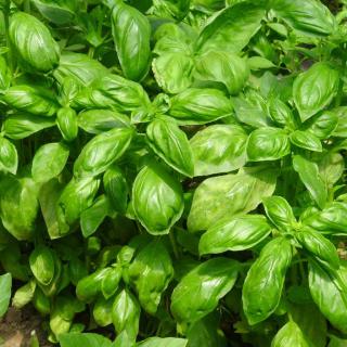 Lush green basil leaves covering a garden bed.