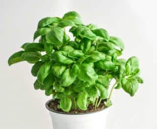 Basil growing in a pot.