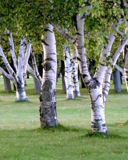 Older specimens of birch pruned to branch out low on a lawn.