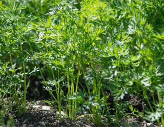 Carrot sown in a row sprouting with dense leaves.