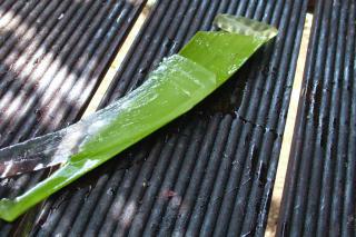 Peeling and slicing an Aloe vera leaf to collect the useful gel.