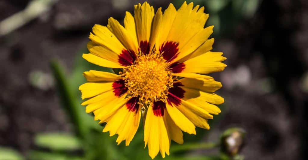 Coreopsis flower close-up