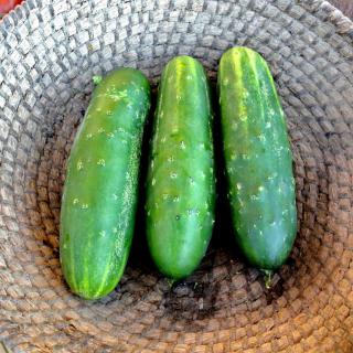 Three small cucumbers in a wicker plate.