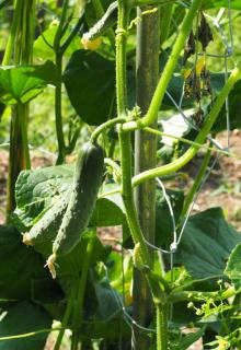 Growing cucumber vertically reduces diseases.