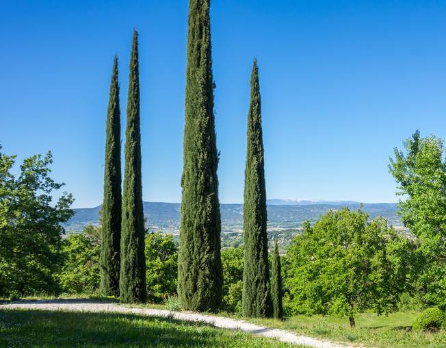 conifer cypres cyprès quand superb conifers hedges establish