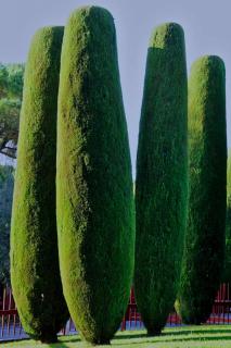 Cypress hedge trimmed into cucumber shapes