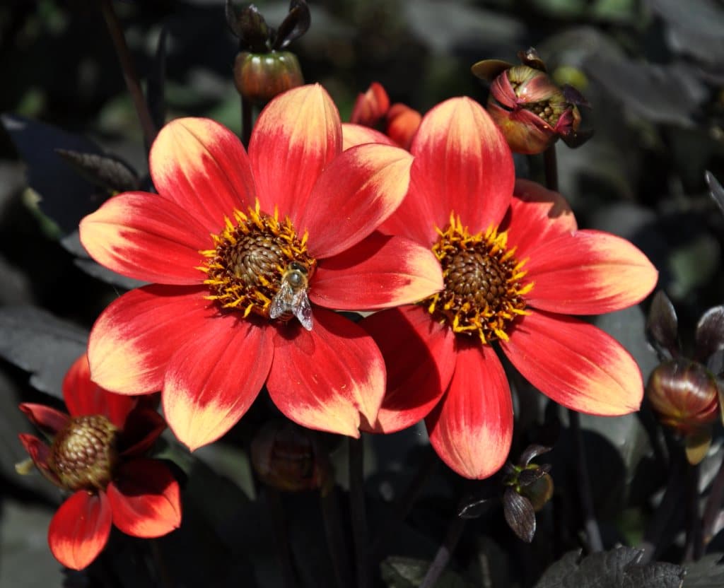 Dahlia Planting And Care From Spring To Winter Varieties And Types