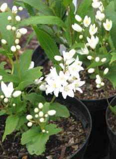 Deutzia growing from cuttings in a container.