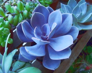Purple-blue Echeveria 'Perle von Nurnberg' plant