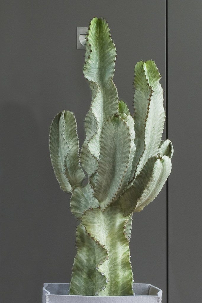 15CM Succulent Cactus Live Plant Resinifera Euphorbia Cactaceae Home Garden Rare 