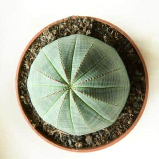 Round, smooth Euphorbia obesa in pot against white background.