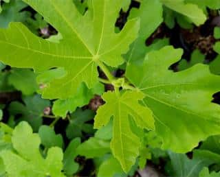 Leaves of the fig tree.