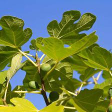 Fig tree, a summer-loving fruit tree